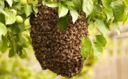 Elderly Siaya Woman Dies After Being Attacked by Bees