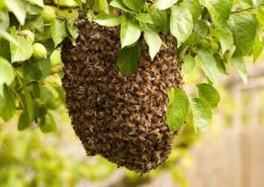 Elderly Siaya Woman Dies After Being Attacked by Bees