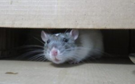 Rats Eat 200Kgs of Weed in India.
