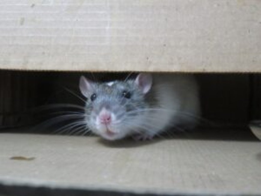 Rats Eat 200Kgs of Weed in India.